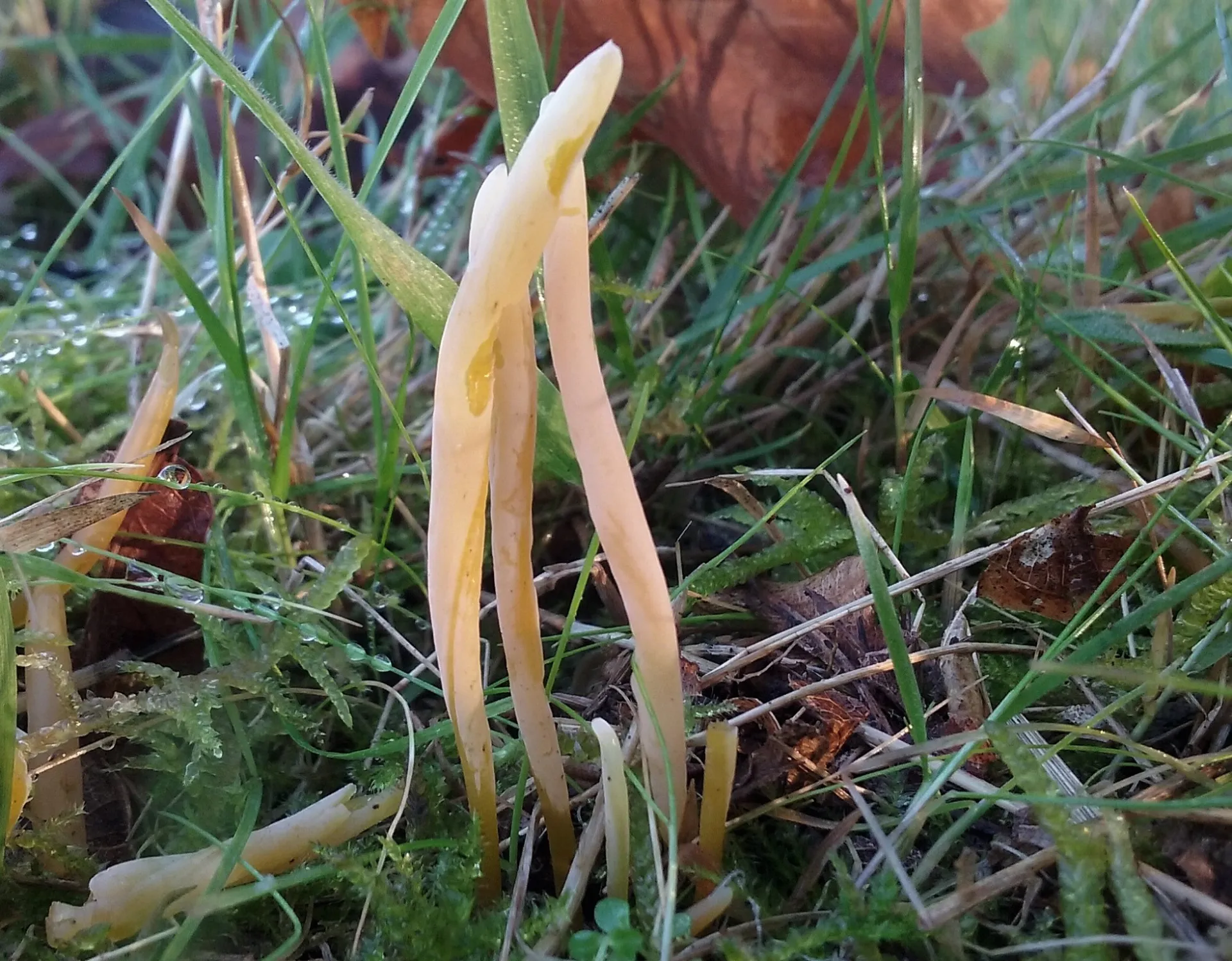 Clavaria straminea-15-12-02